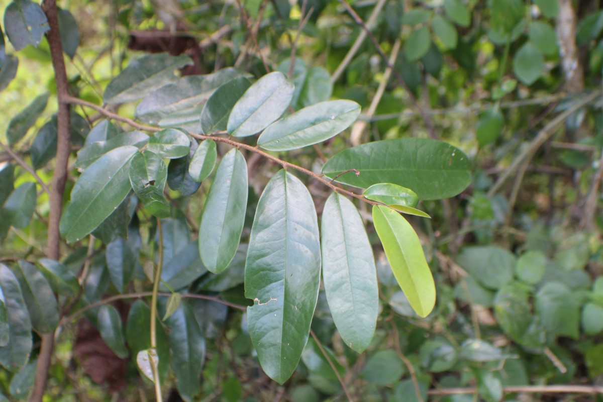 Polyalthia suberosa (Roxb.) Thwaites